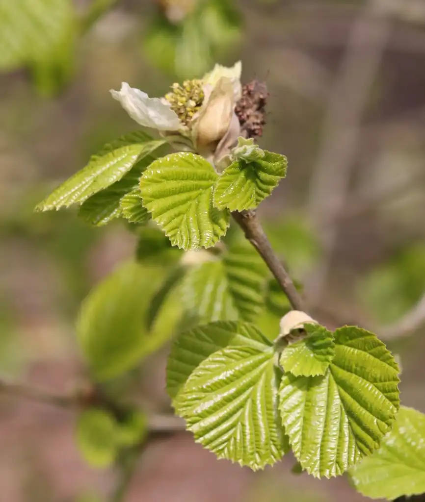 Photo of Parrotiopsis jacquemontiana - Leaves and stem:Vojtech Zavadil