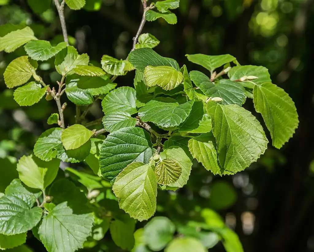 Photo of Parrotiopsis jacquemontiana - Leaves:Krzysztof Golik