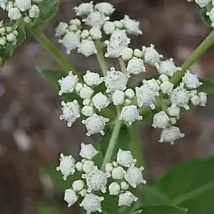 Foto de Parthenium integrifolium (Parthenium integrifoliums)