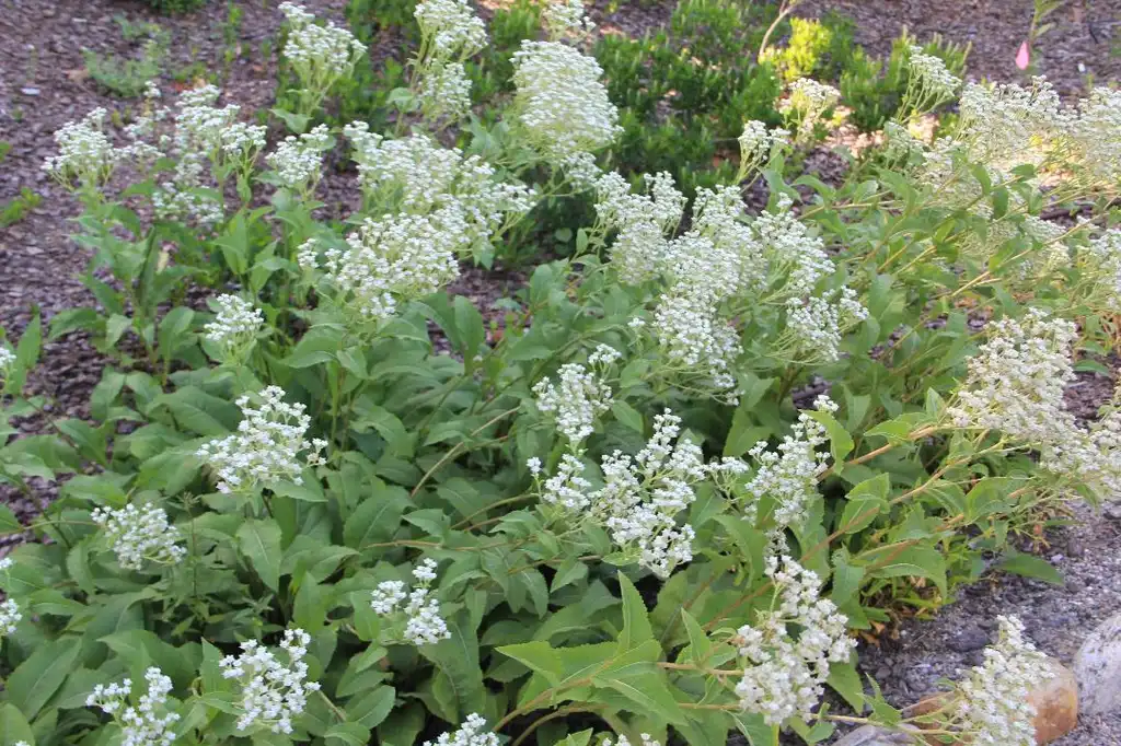 Foto de Parthenium integrifolium (Parthenium integrifoliums)