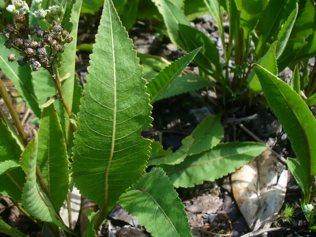 Foto de Parthenium integrifolium - Close up of leaf in summer in Moore county:Susan Strine