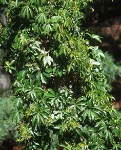 Photo of Parthenocissus heptaphylla (Parthenocissus heptaphyllas)