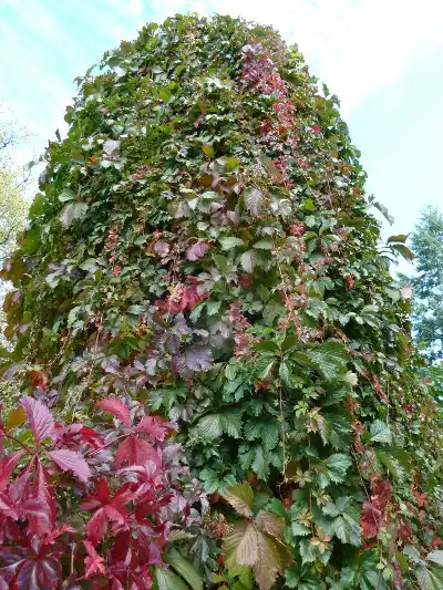 Photo of Parthenocissus quinquefolia (Parthenocissus quinquefolias)