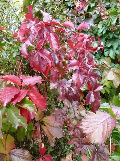 Photo of Parthenocissus quinquefolia (Parthenocissus quinquefolias)