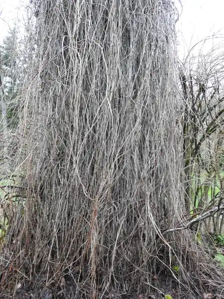 Photo of Parthenocissus quinquefolia - How the vine looks in the winter:Kathleen Moore