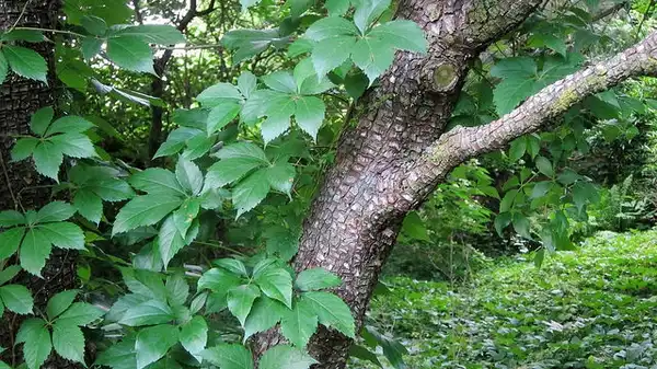Photo of Parthenocissus quinquefolia - Leaves:cultivar413