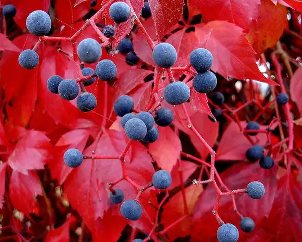 Photo of Parthenocissus quinquefolia - Fall foliage and fruit:jacki-dee