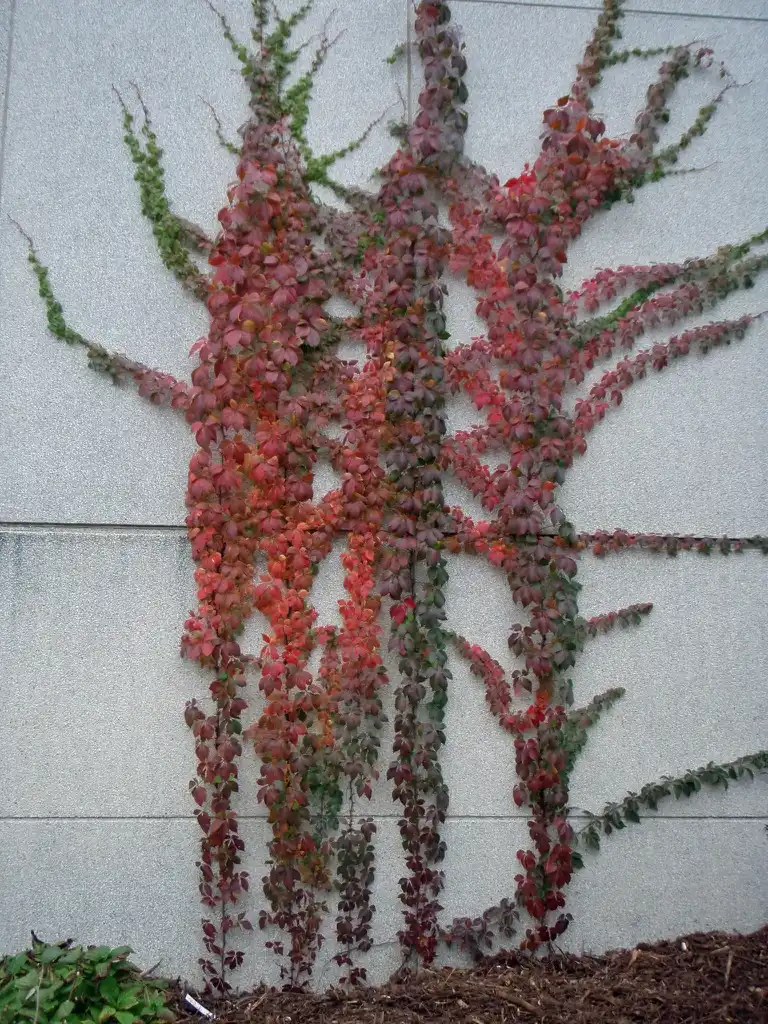 Photo of Parthenocissus quinquefolia - Fall Tree:Jim Robbins