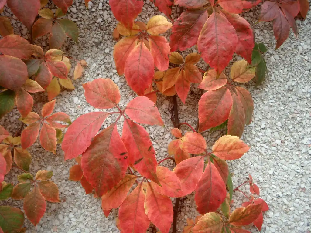 Photo of Parthenocissus quinquefolia - Fall Color Leaf:Jim Robbins