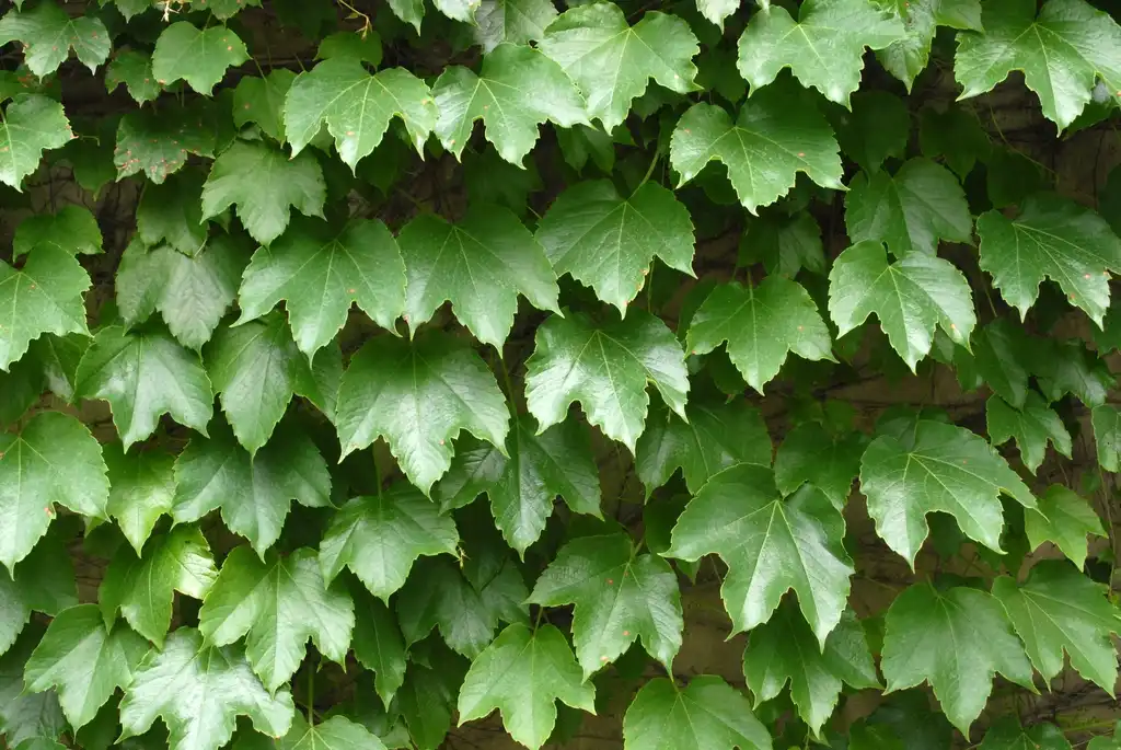 Photo of Parthenocissus quinquefolia - 'Tricuspidata' Leaf:Jim Robbins