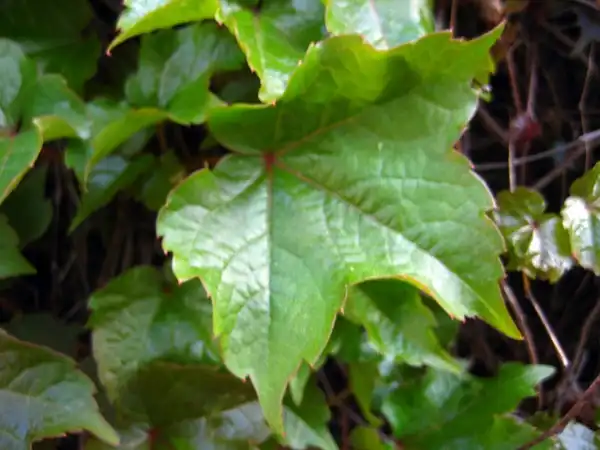 Фото Parthenocissus tricuspidata (Parthenocissus tricuspidatas)
