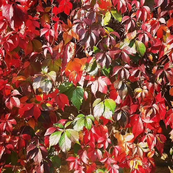 Фото Parthenocissus tricuspidata (Parthenocissus tricuspidatas)