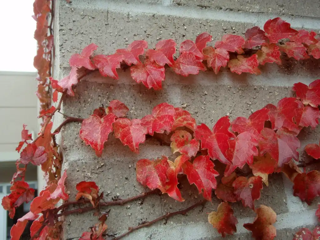 Фото Parthenocissus tricuspidata - Fall Color Leaf:Jim Robbins