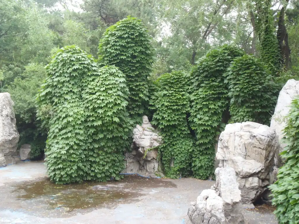 Фото Parthenocissus tricuspidata - Full Form:Jim Robbins