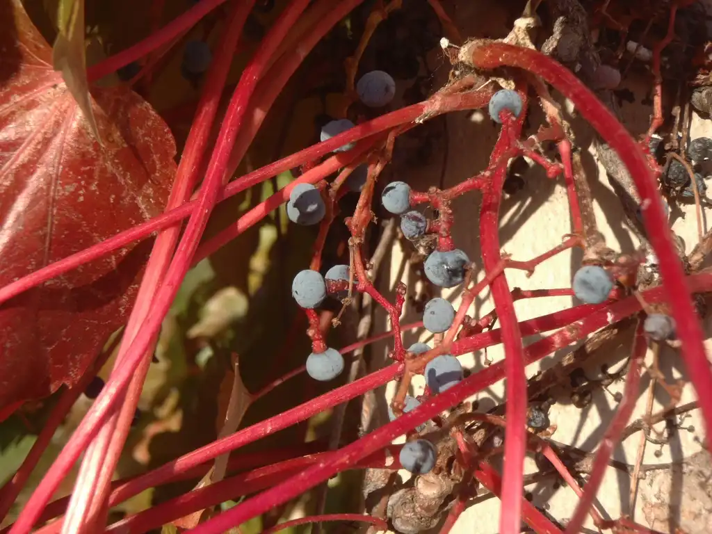 Фото Parthenocissus tricuspidata - Fruit Close-up:Jim Robbins