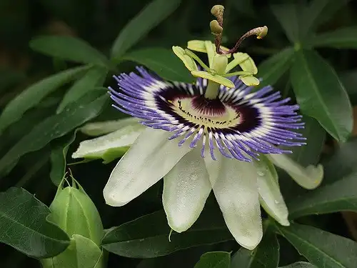 Фото Passiflora caerulea (Passiflora caeruleas)