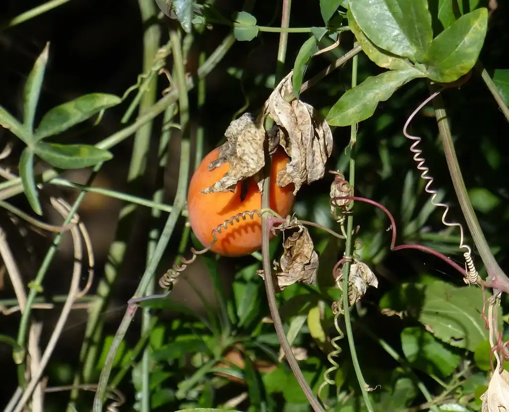Фото Passiflora caerulea - Vines and tendrils with fruit:Sally Adam