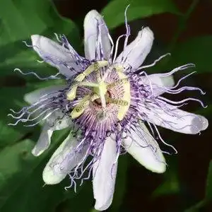 Фото Passiflora incarnata (Passiflora incarnatas)