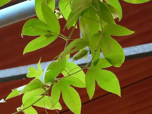 Фото Passiflora incarnata - Leaves:Dinesh Valke