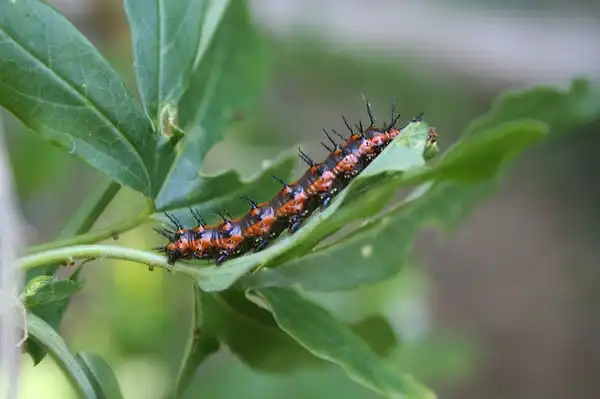 Фото Passiflora incarnata - Gulf Fritillary Caterpillar on leaf:Sarah
