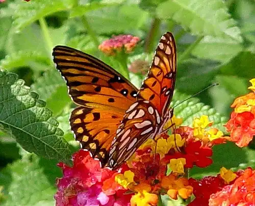 Фото Passiflora incarnata - Host plant for Agraulis vanillae incarnata, Gulf Fritallary Butterfly, seen here on a lantana:Jimmy Smith