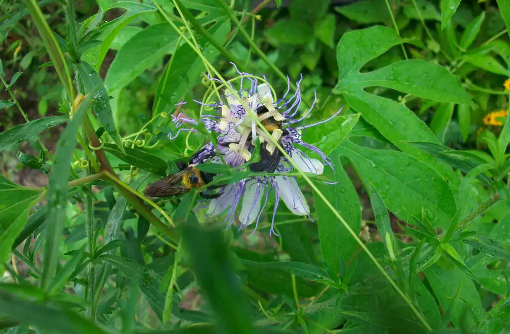 Фото Passiflora incarnata - bloom with carpenter bees, summer, Iredell County, NC:Eva Munday