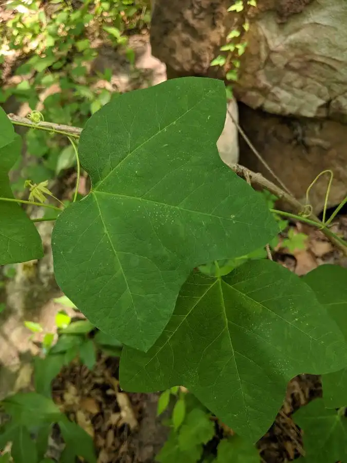 Photo of Passiflora lutea (Passiflora luteas)