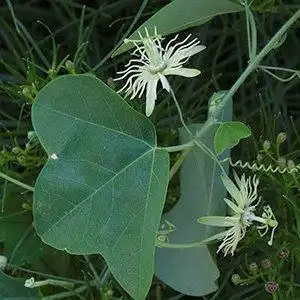 Photo of Passiflora lutea (Passiflora luteas)