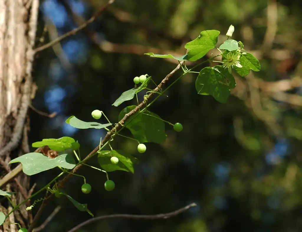 Photo of Passiflora lutea - Immature fruit:Valis55