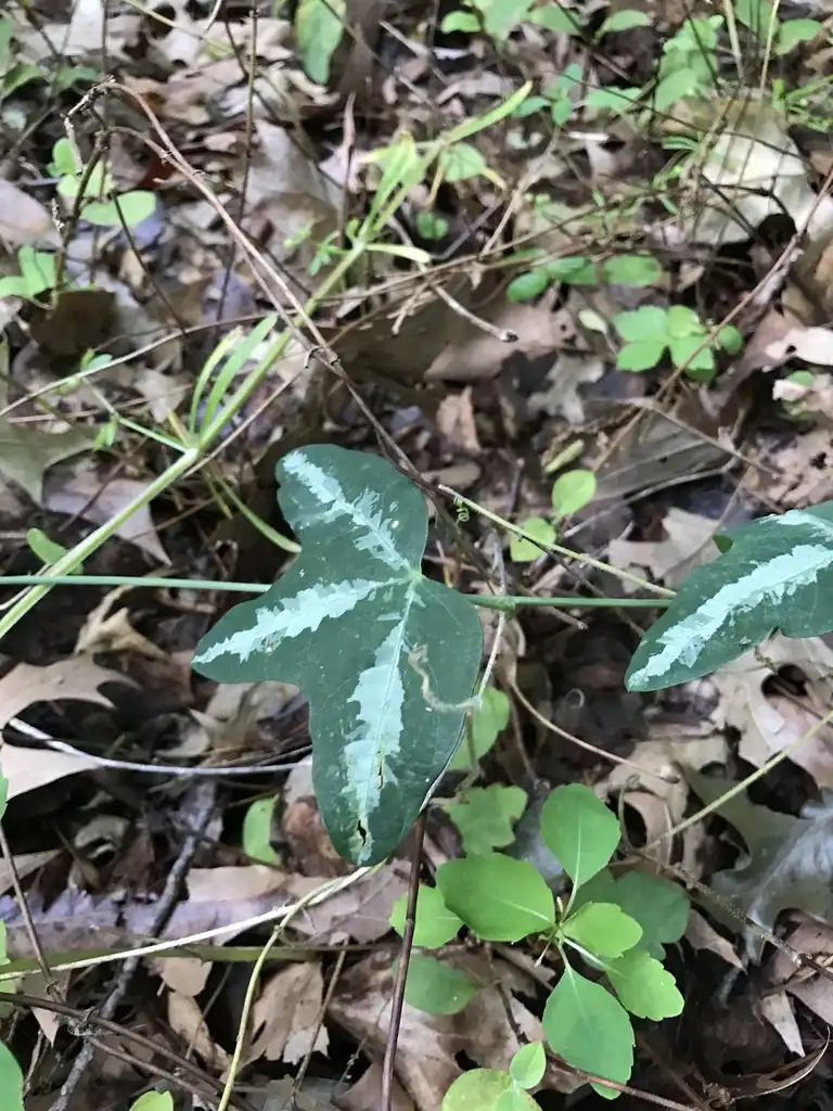 Photo of Passiflora lutea - Variegated leaves:outdoorsie