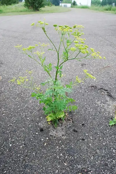 Photo of Pastinaca sativa (Pastinaca sativas)