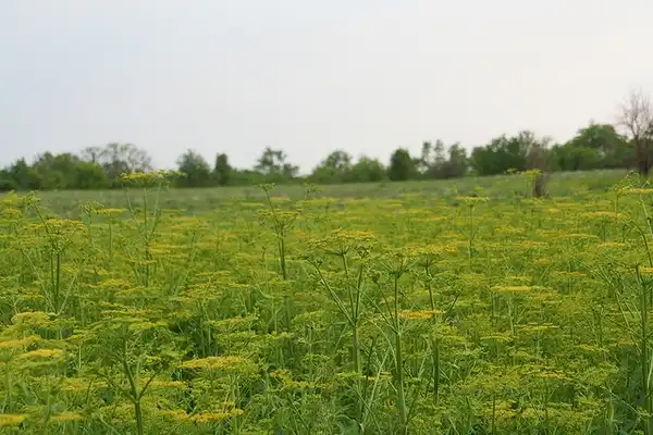 Photo of Pastinaca sativa - Field/ mass planting:Douglas Mills