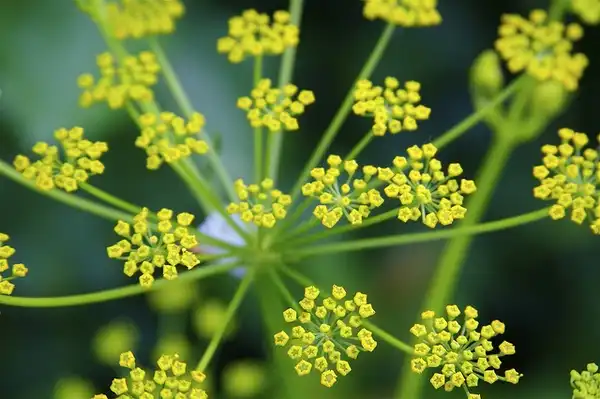 Photo of Pastinaca sativa - Flower:Dan Mullen