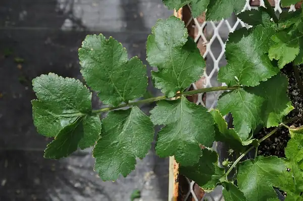 Photo of Pastinaca sativa - Pastinaca sativa:NY-State-IPM-Program-at-Cornell-University