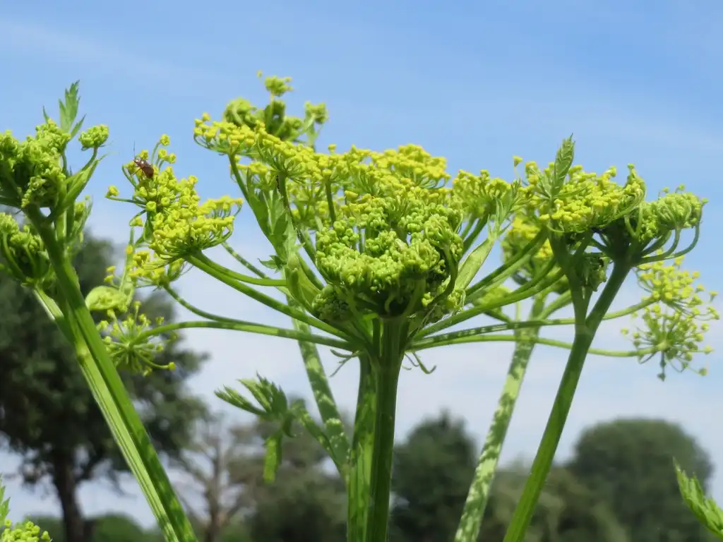 Photo of Pastinaca sativa - Flower:Andreas Rockstein