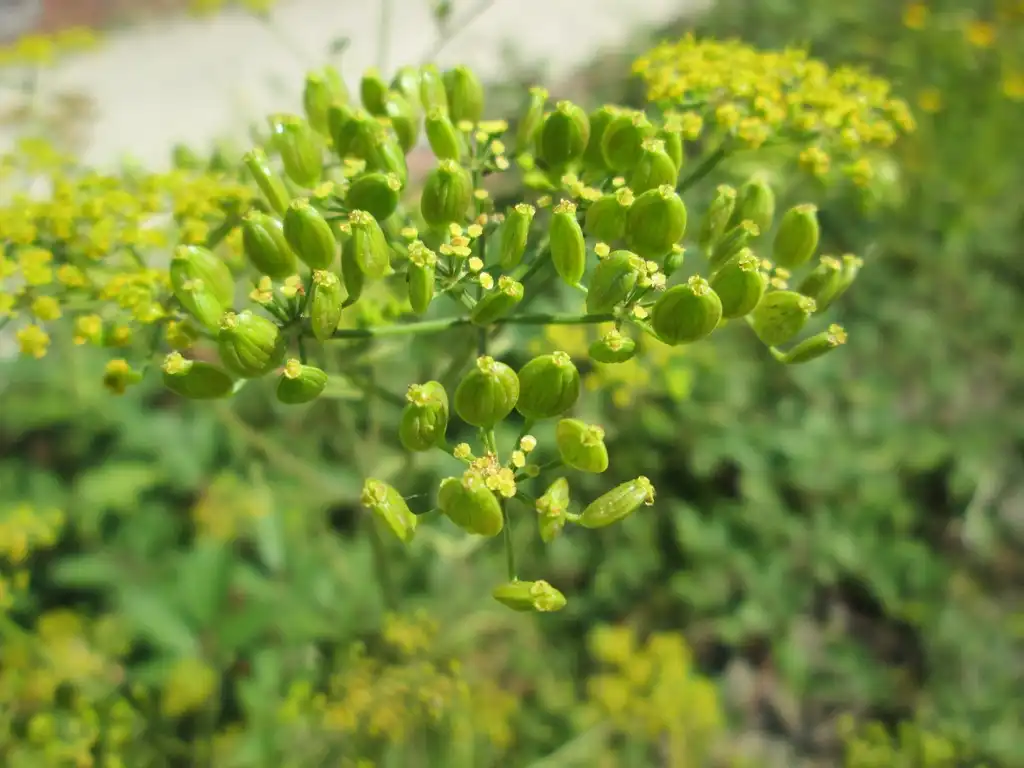 Photo of Pastinaca sativa - top of plant:Andreas Rockstein