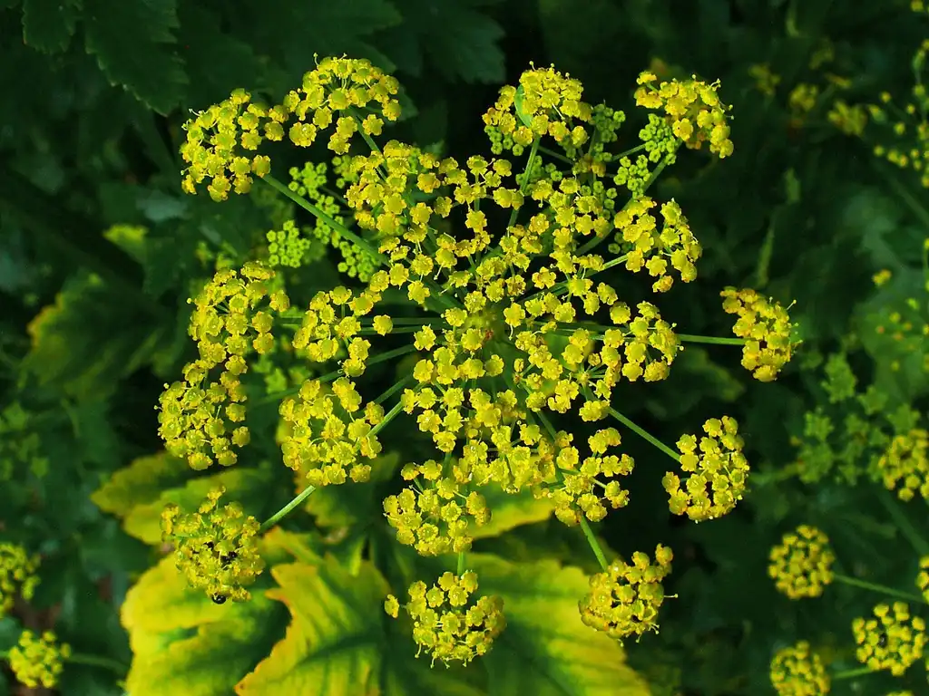 Photo of Pastinaca sativa - inflorescence:H. Zell
