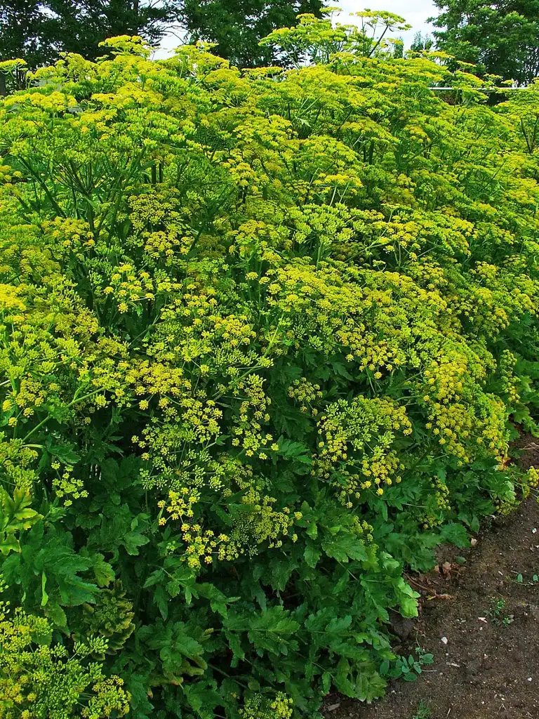 Photo of Pastinaca sativa - Habit:H. Zell