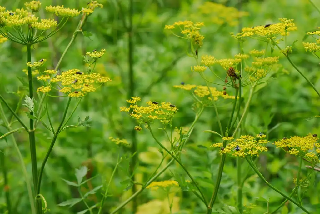 Photo of Pastinaca sativa - arrangement/ form:Joshua Mayer