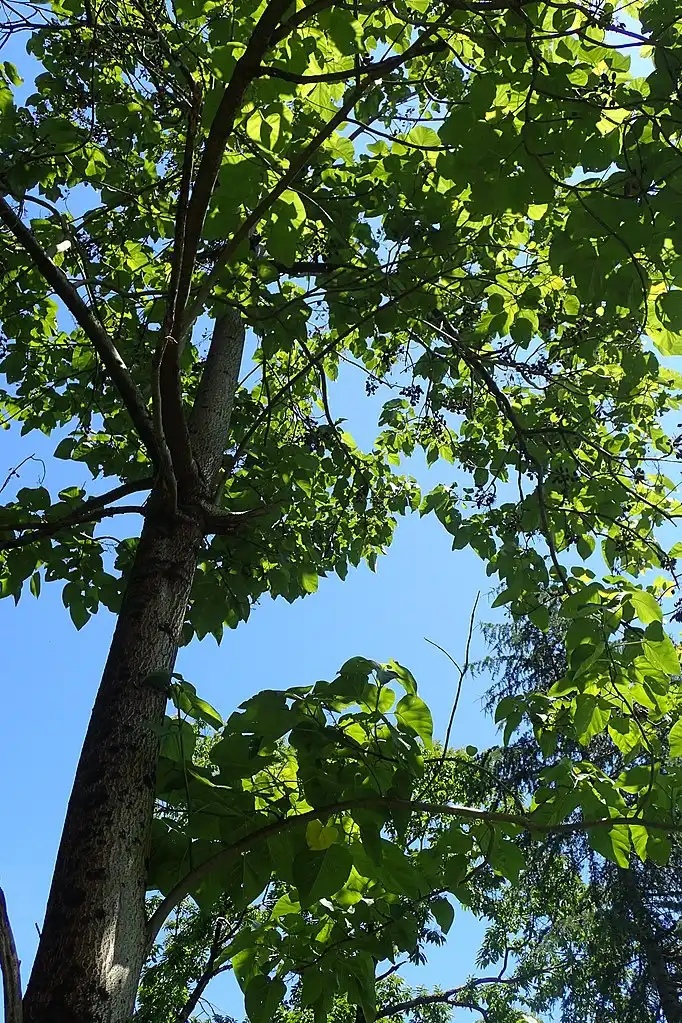 Foto de Paulownia fortunei (Paulownia fortuneis)