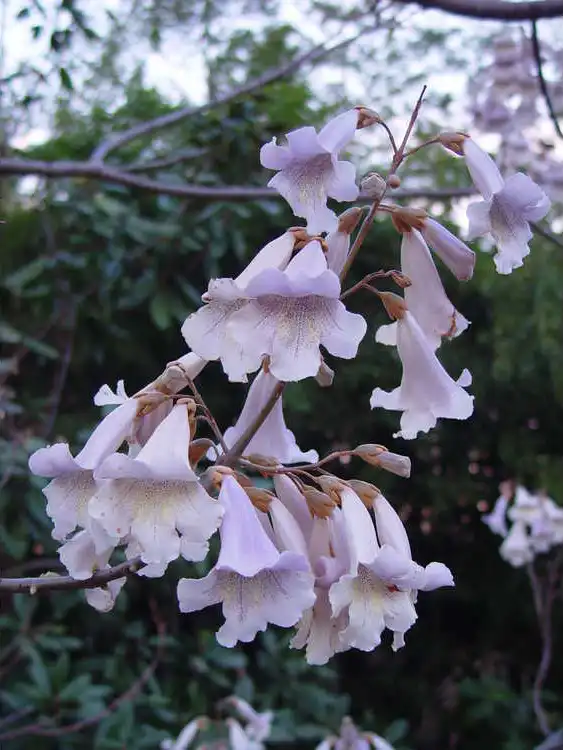 Foto de Paulownia fortunei (Paulownia fortuneis)
