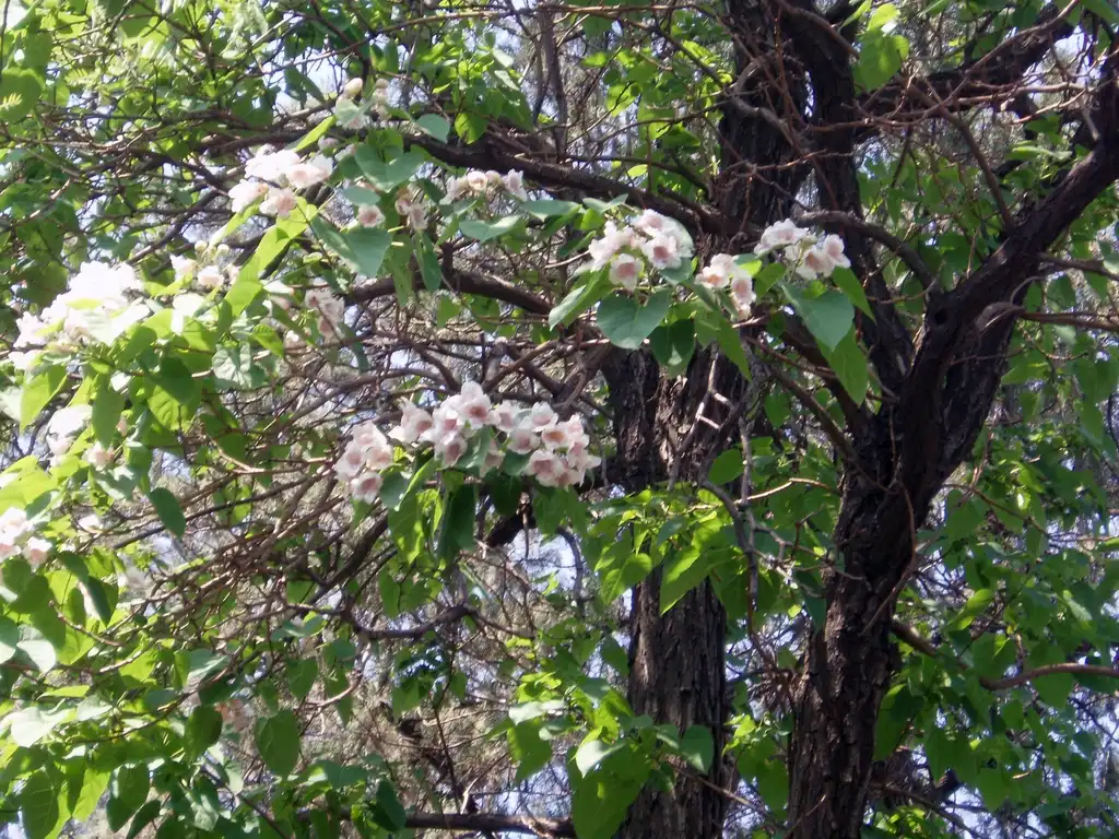 Foto de Paulownia fortunei - Flowers:Fanghong