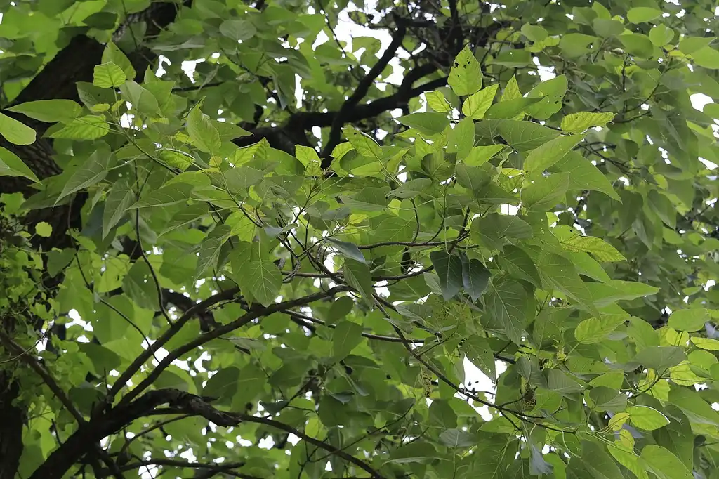 Foto de Paulownia fortunei - Leaves:Zhangzhugang
