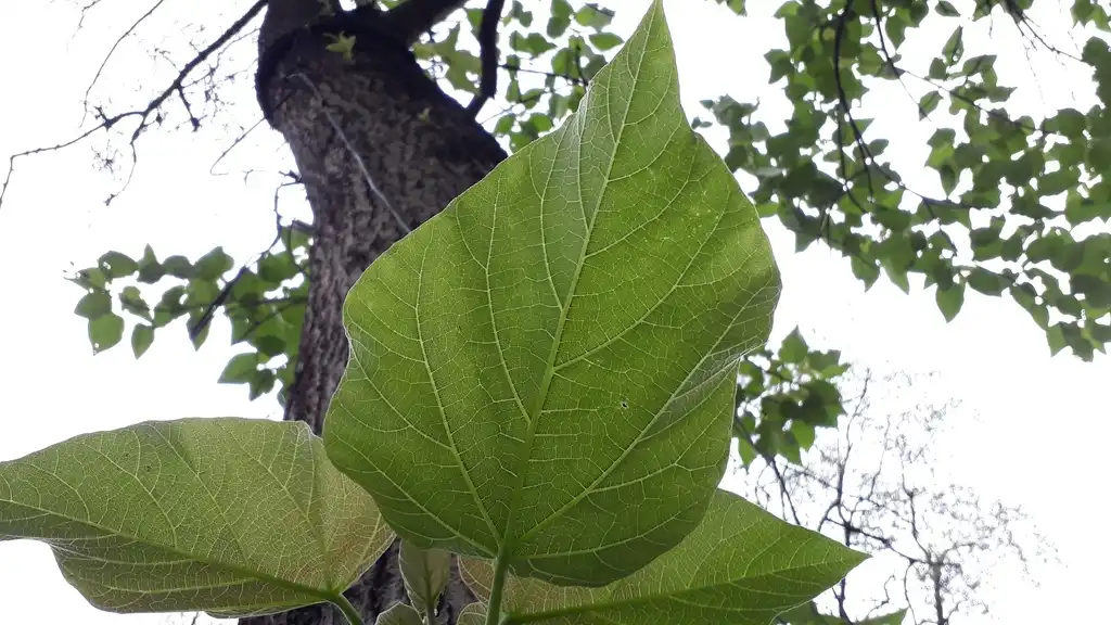 Foto de Paulownia fortunei - Leaf closeup:Chief RedEarth