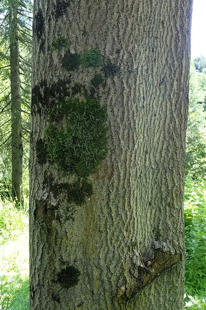 Foto de Paulownia fortunei - Bark:Krzysztof Ziarnek, Kenraiz