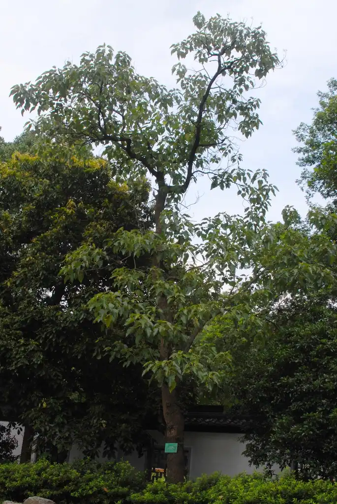 Foto de Paulownia fortunei - Full Form:Jim Robbins