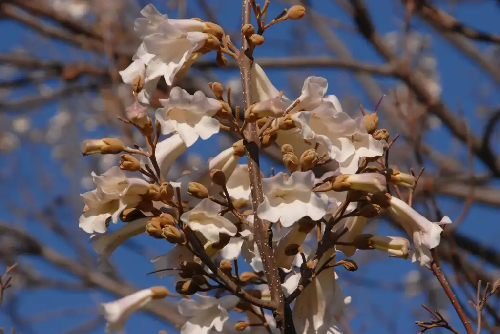 Foto de Paulownia fortunei - Flower and Bud Close Up:Jim Robbins