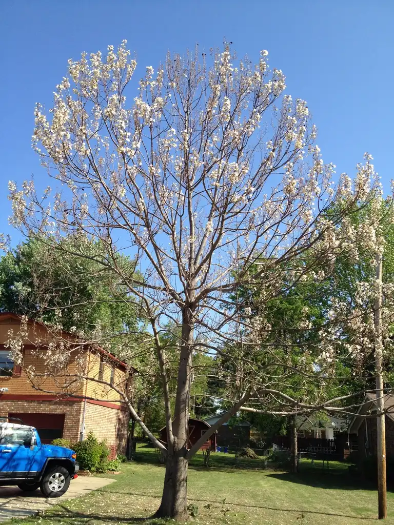 Foto de Paulownia fortunei - Flower Form:Jim Robbins