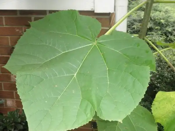 Photo of Paulownia tomentosa (Paulownia tomentosas)