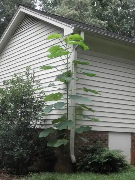 Photo of Paulownia tomentosa (Paulownia tomentosas)